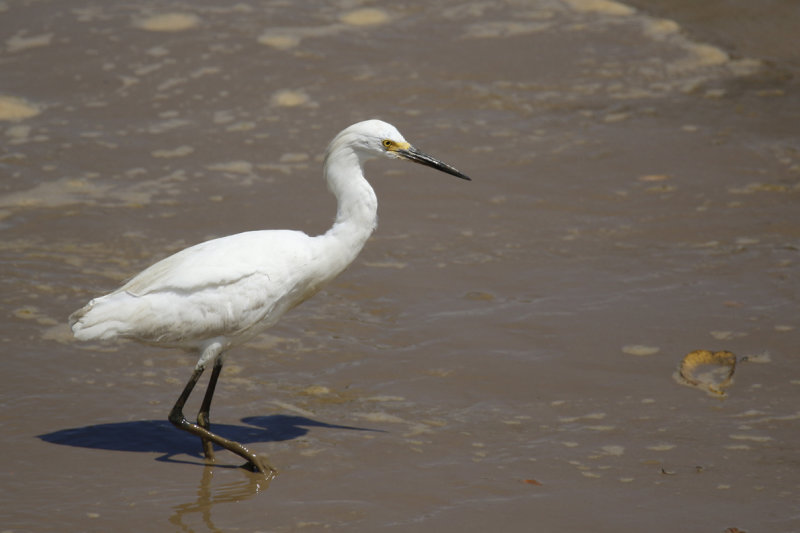 Snowy Egret (Egretta thula thula) Suriname - Paramaribo