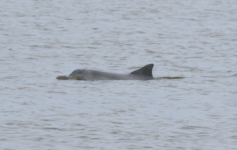 Guiana Dolphin (Sotalia guianensis) Suriname - Paramaribo