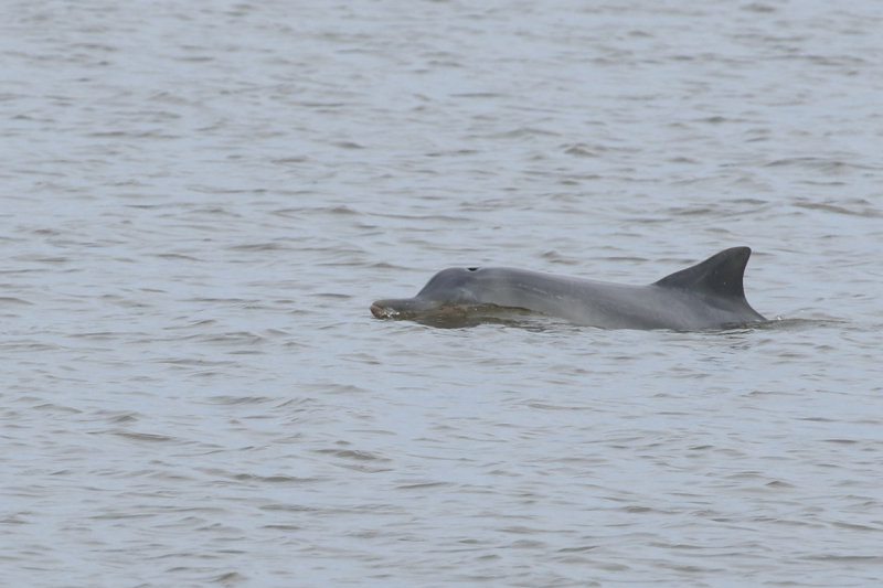 Guiana Dolphin (Sotalia guianensis) Suriname - Paramaribo