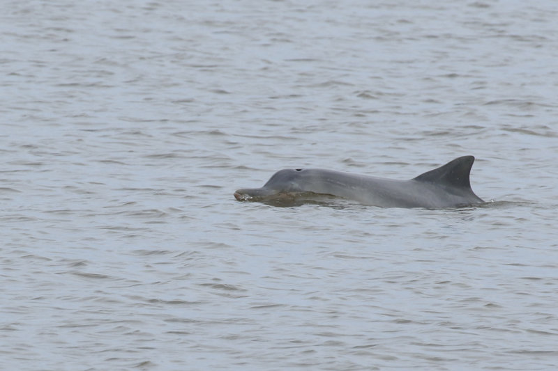 Suriname Mammals