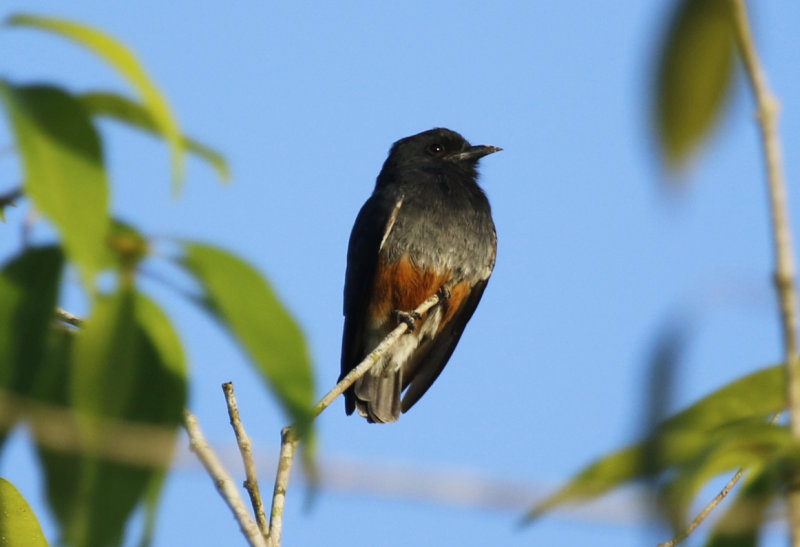 Swallow-winged Puffbird (Chelidoptera tenebrosa tenebrosa) Suriname - Commewijne, Peperpot Nature Reserve