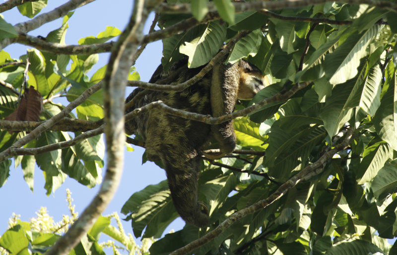 Pale-throated Three-toed Sloth (Bradypus tridactylus) Suriname - Commewijne, Peperpot Nature Reserve