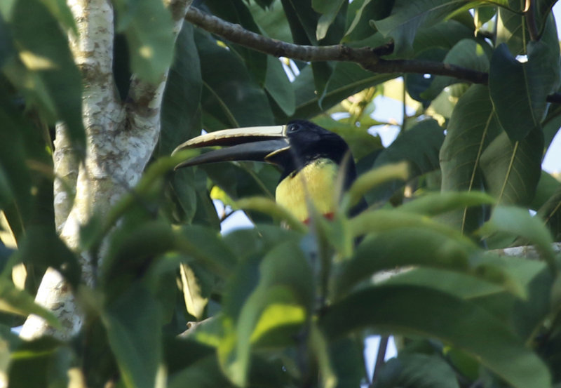 Black-necked Aracari (Pteroglossus aracari atricollis) Suriname - Commewijne, Peperpot Nature Reserve