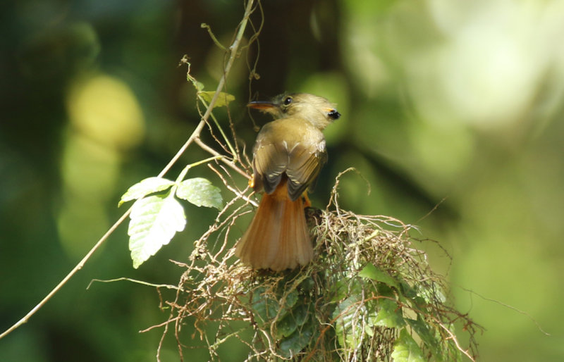 Tropical Royal Flycatcher (Onychorhynchus coronatus coronatus ) Suriname - Commewijne, Peperpot Nature Reserve