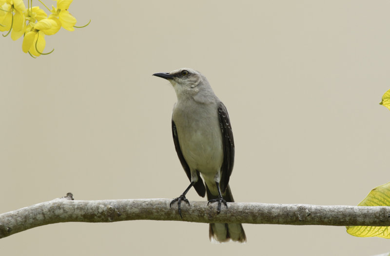 Tropical Mockingbird (Mimus gilvus)