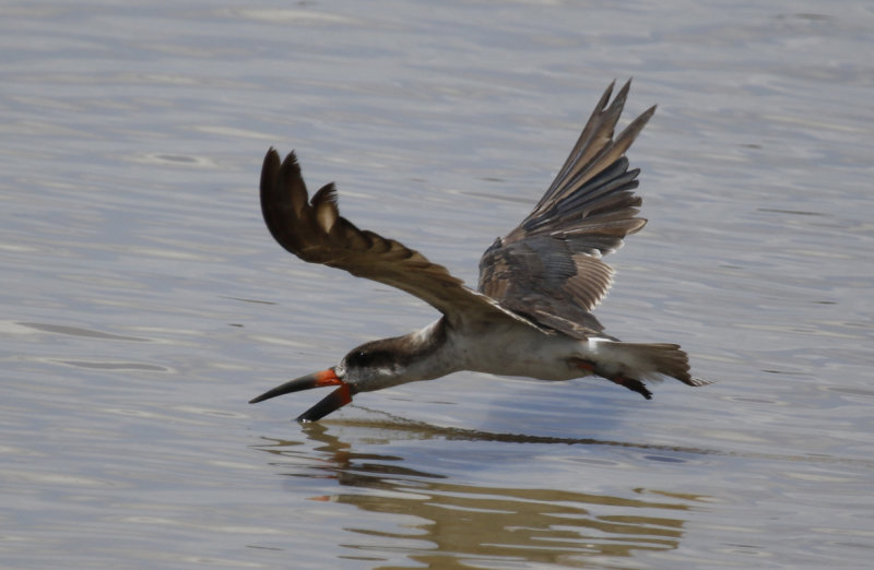 Black Skimmer (Rynchops niger) Suriname - Paramaribo, Weg Naar Zee