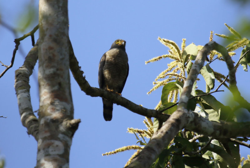Roadside Hawk (Rupornis magnirostris) Suriname - Commewijne, Peperpot Nature Reserve