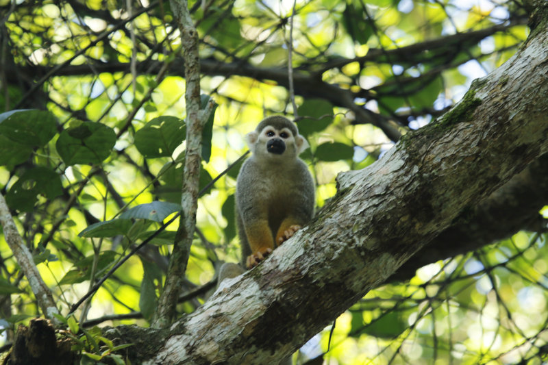 Guianan Squirrel Monkey (Saimiri sciureus sciureus) Suriname - Commewijne, Peperpot Nature Reserve
