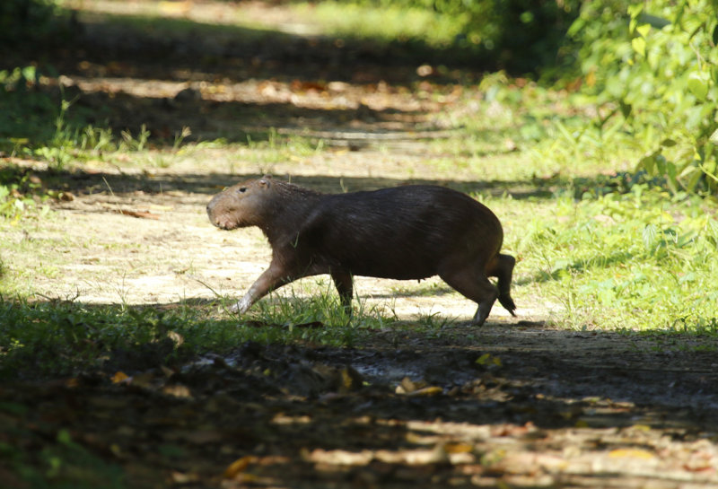 Capybara (Hydrochoerus hydrochaeris) Suriname - Commewijne, Peperpot Nature Reserve