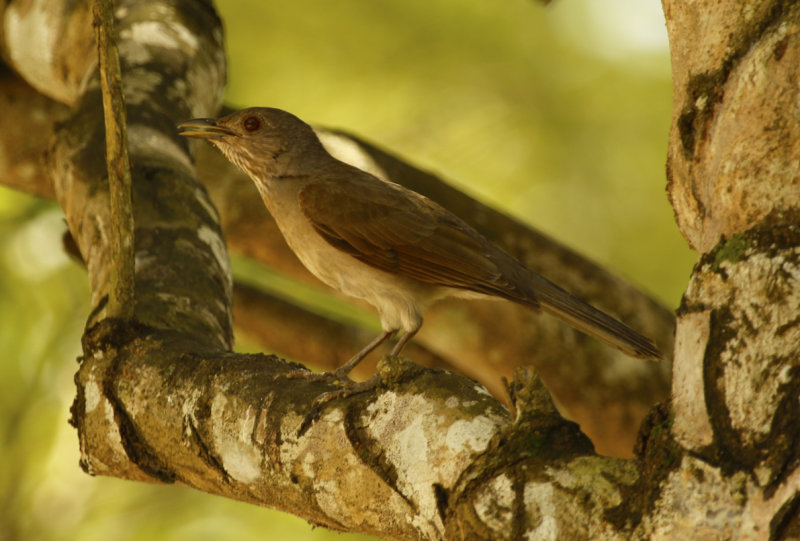 Pale-breasted Thrush (Turdus leucomelas) Suriname - Paramaribo, Eco Resort Inn