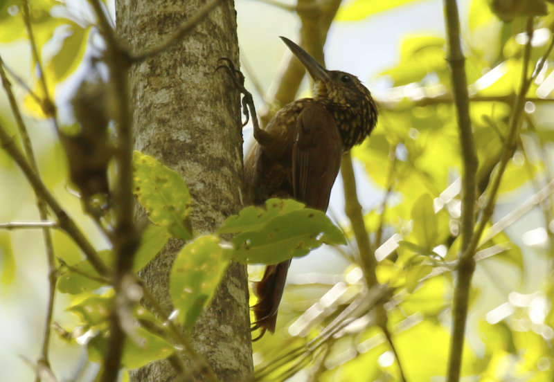 Buff-throated Woodcreeper (Xiphorhynchus guttatus polystictus) Suriname - Commewijne, Warappakreek