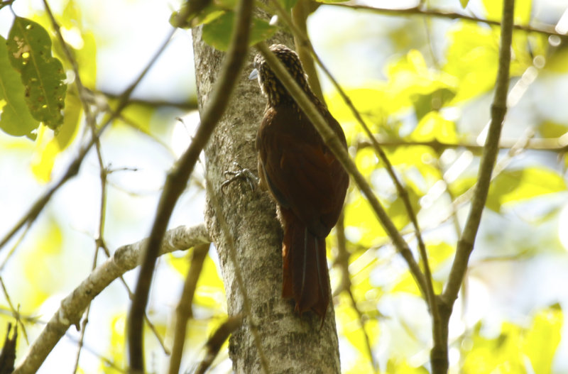 Buff-throated Woodcreeper (Xiphorhynchus guttatus) Suriname - Commewijne, Warappakreek