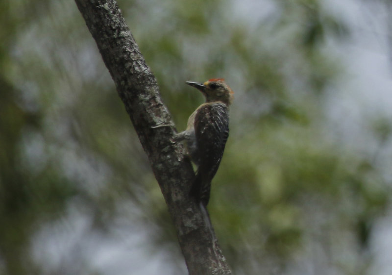 Red-crowned Woodpecker (Melanerpes rubricapillus rubricapillus) Suriname - Commewijne, Warappakreek
