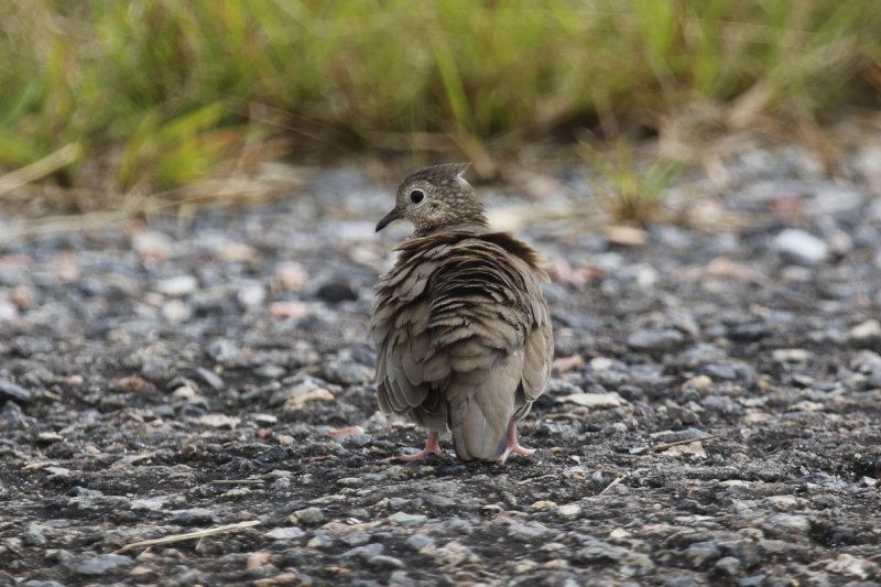 Common Ground Dove (Columbina passerina griseola) Suriname - Airport