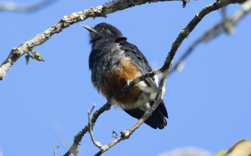 Swallow-winged Puffbird (Chelidoptera tenebrosa tenebrosa) Suriname - Commewijne, Peperpot Nature Reserve