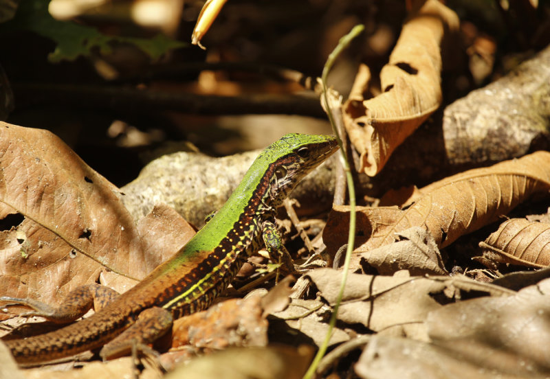 Giant Ameiva (Ameiva ameiva) Suriname - Commewijne, Peperpot Nature Reserve
