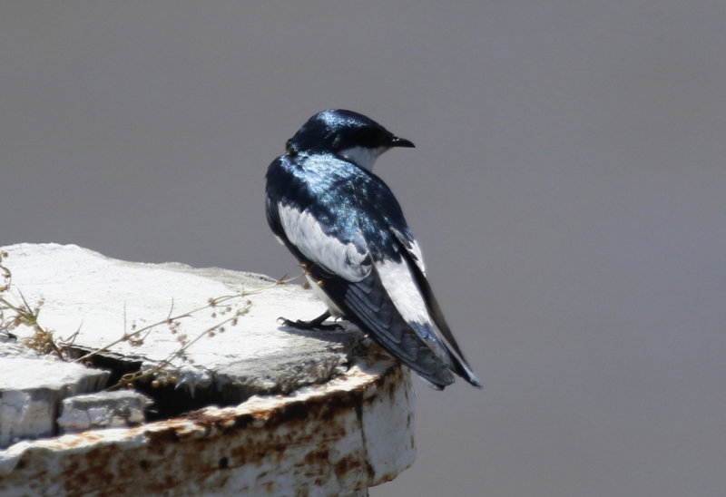 White-winged Swallow (Tachycineta albiventer) Suriname - Paramaribo, Hotel Torarica