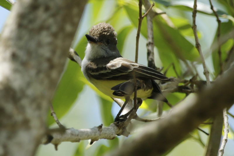 Brown-crested Flycatcher (Myiarchus tyrannulus) Suriname - Commewijne, Warappakreek