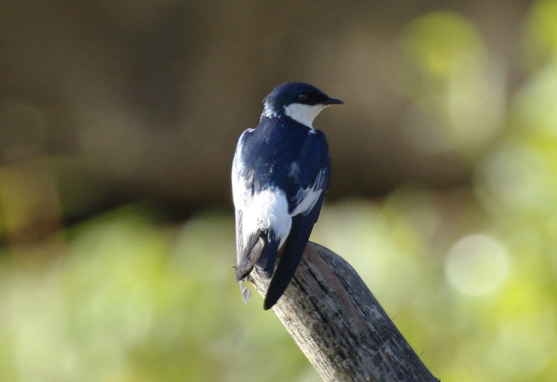 White-winged Swallow (Tachycineta albiventer) Suriname - North Commewijne, Plantage Bakkie