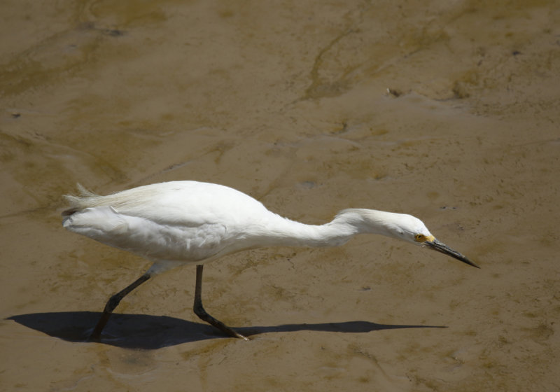 Snowy Egret (Egretta thula  thula) Suriname - Paramaribo