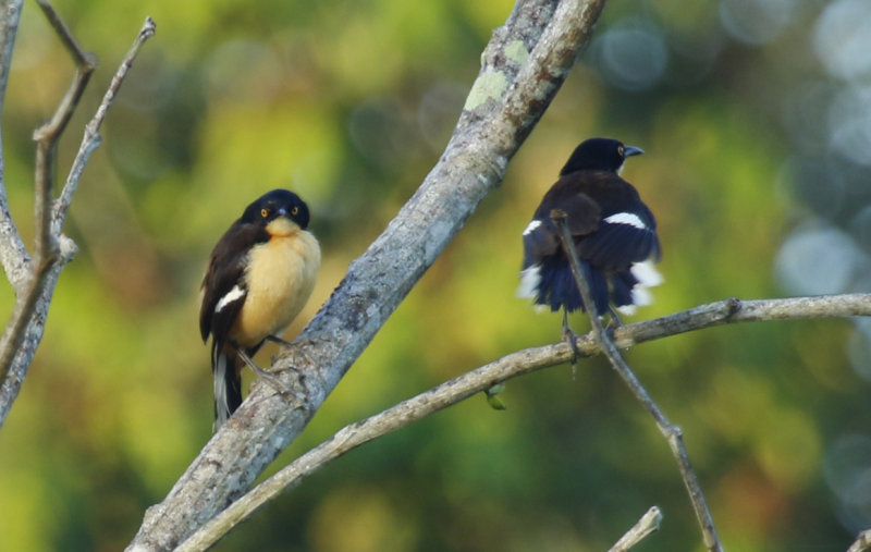 Black-capped Donacobius (Donacobius atricapilla  atricapilla) Suriname - Commewijne, Peperpot Nature Reserve