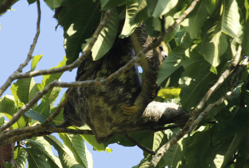 Pale-throated Three-toed Sloth (Bradypus tridactylus) Suriname - Commewijne, Peperpot Nature Reserve