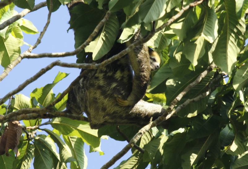 Pale-throated Three-toed Sloth (Bradypus tridactylus) Suriname - Commewijne, Peperpot Nature Reserve