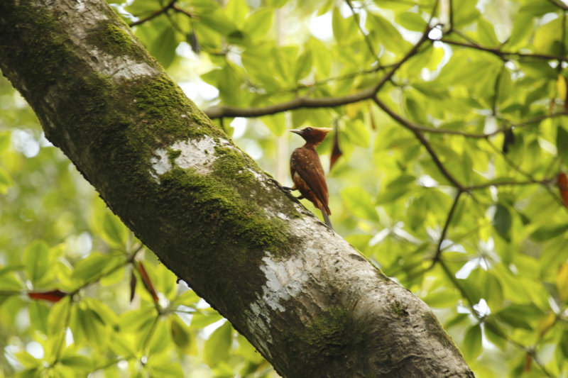 Chestnut Woodpecker (Celeus elegans) Suriname - Commewijne, Warappakreek
