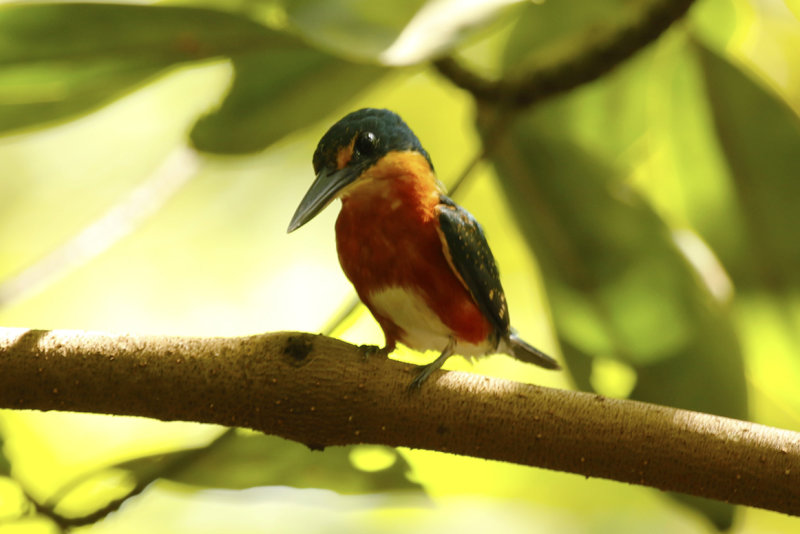 American Pygmy Kingfisher (Chloroceryle aenea) Suriname, Commewijne, Warappakreek