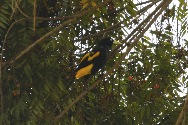 Yellow-rumped Cacique (Cacicus cela) Suriname - Para