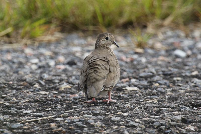 Common Ground Dove (Columbina passerina griseola) Suriname - Airport