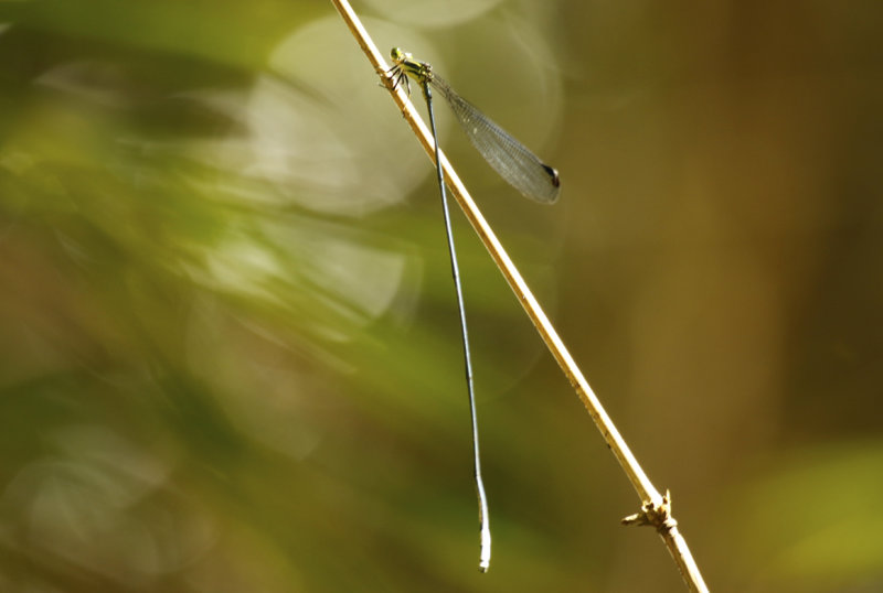 Mecistogaster lucretia (male) Suriname - Commewijne, Peperpot Nature Reserve