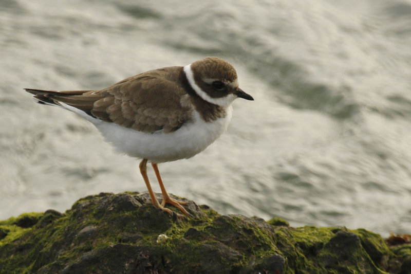 Common Ringed Plover (Charadrius hiaticula) IJmuiden - Zuidpier 