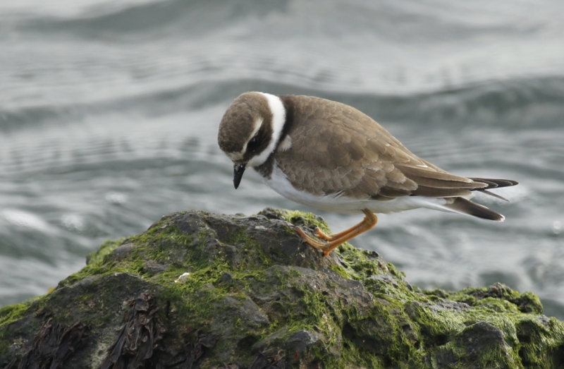 Common Ringed Plover (Charadrius hiaticula) IJmuiden - Zuidpier 
