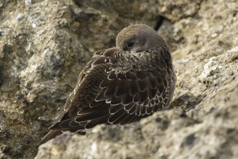 Purple Sandpiper (Calidris maritima) IJmuiden - Zuidpier