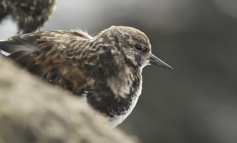 Ruddy Turnstone (Arenaria interpres) IJmuiden - Zuidpier