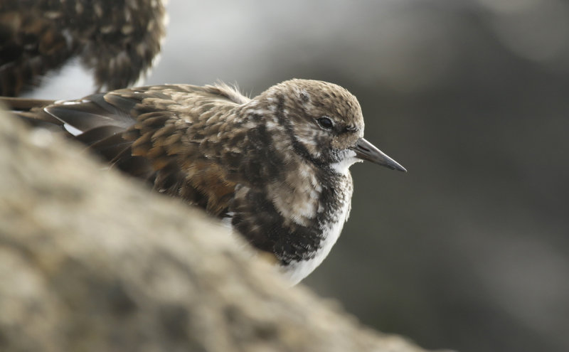 Ruddy Turnstone (Arenaria interpres) IJmuiden - Zuidpier