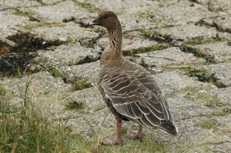 Pink-footed Goose (Anser brachyrhynchus) IJmuiden - Zuidpier - Jachthaven Seaport Marina