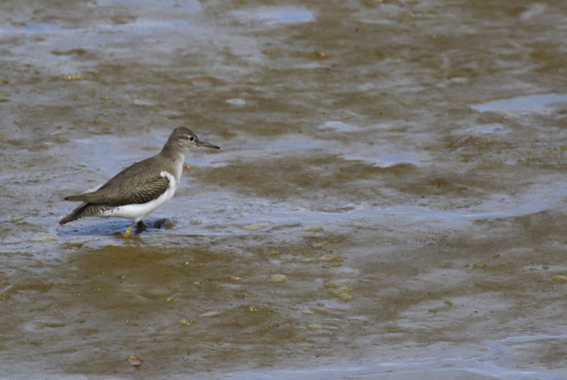 Spotted Sandpiper (Actitis macularius) Suriname - Paramaribo