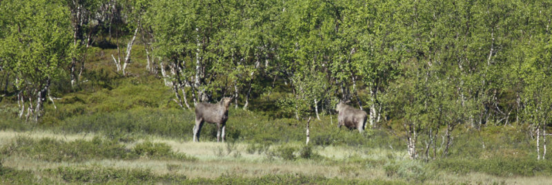 European Elk (Alces alces alces) Finland - Inari