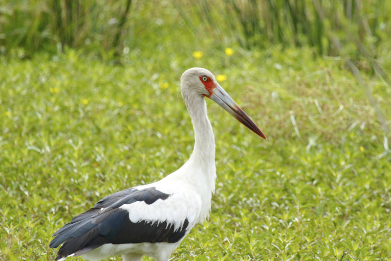 Maguari Stork (Ciconia maguari) Argentina - Entre Rios, Puerto Ruiz