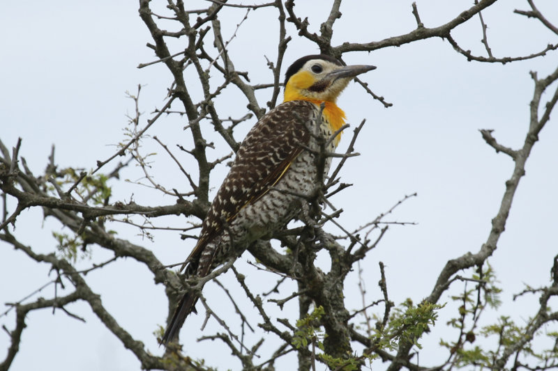 Campo Flicker ssp campestroides (Colaptes campestris campestroides) Argentina - Entre Rios