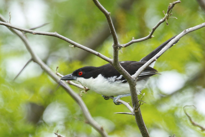 Great Antshrike (Taraba major) Argentina - Entre Rios