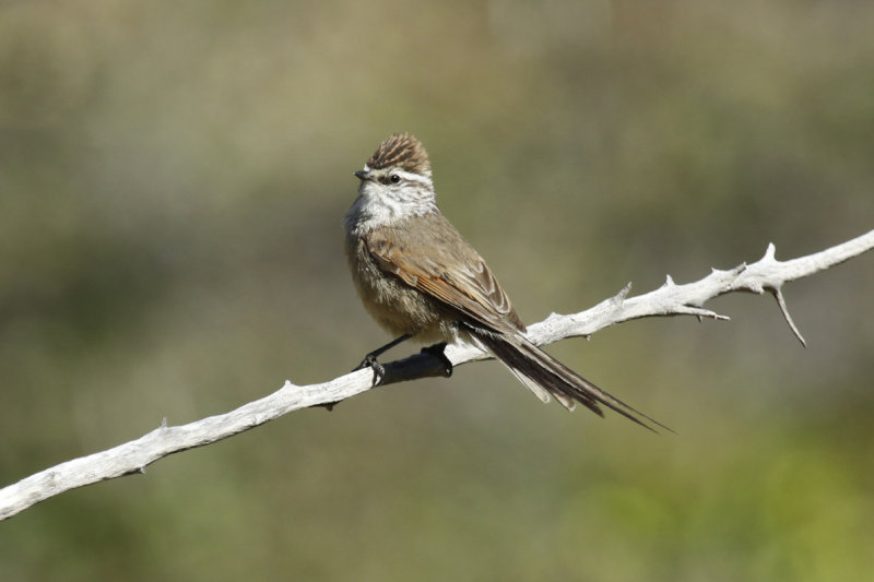 Plain-mantled Tit-Spinetail (Leptasthenura aegithaloides) Chile - Región Metropolitana, Yerba Loca