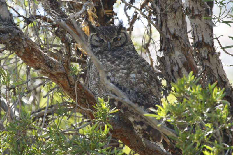 Lesser Horned Owl (Bubo magellanicus) Chile - Región Metropolitana, Farellones