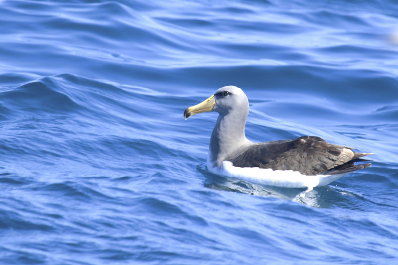 Chatham Albatross (Thalassarche eremita) (subadult) Chile - Valparaíso - Pacific Ocean