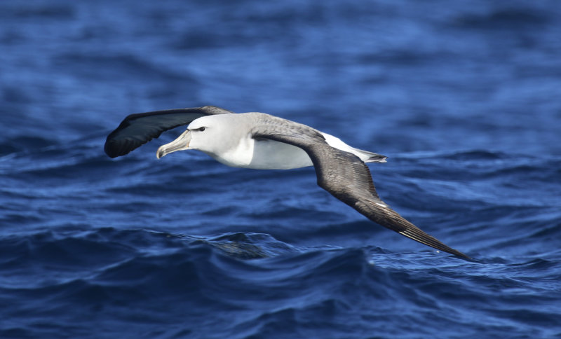 Salvin's Albatross (Thalassarche salvini) Chile - Valparaiso - Pacific Ocean