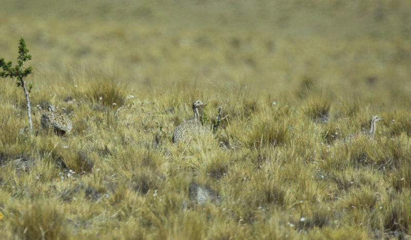 Patagonian Tinamou (Tinamotis ingoufi) Chile - Patagonia