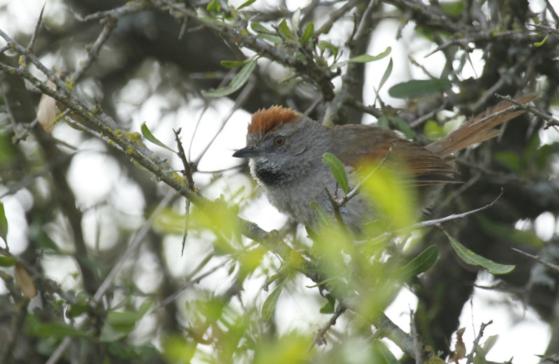 Sooty-fronted Spinetail (Synallaxis frontalis) Argentina - Entre Rios 
