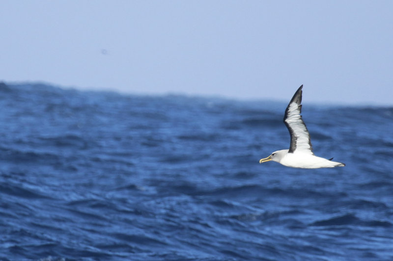 Buller's Albatross (Thalassarche bulleri) Chile - Pacific Ocean - Valparaiso